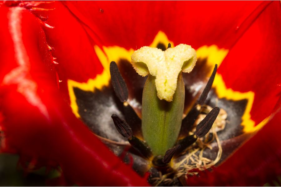 Tamron SP 35-80mm f/2.8-3.8 Nikon F