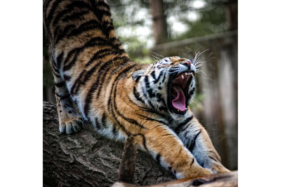 Vivitar MC 28-135mm f/3.5-4.5 Macro Focusing Zoom for Canon FD