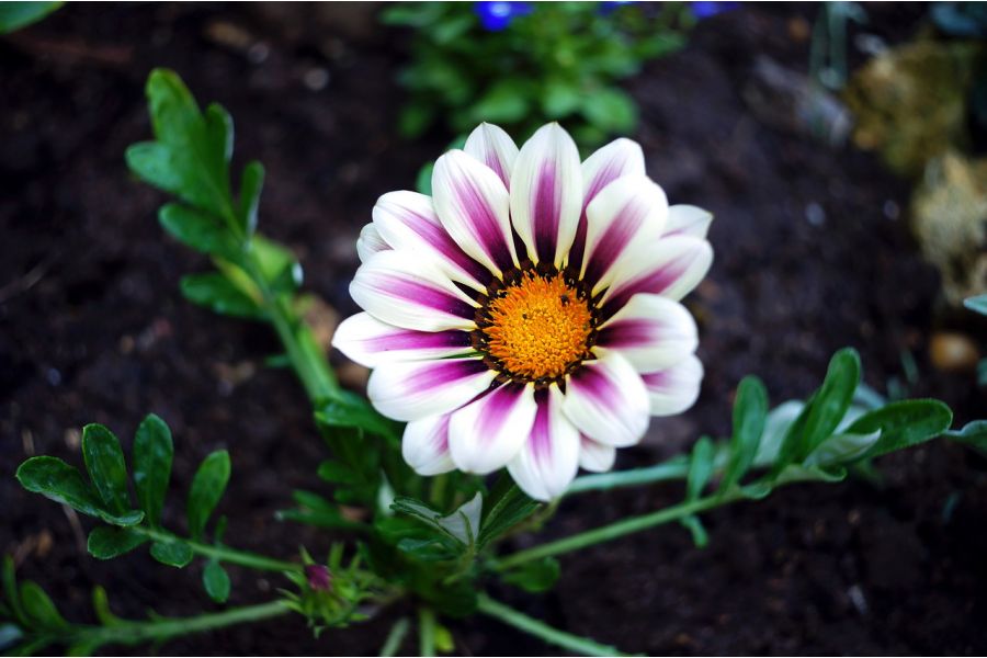 Pentakta 2.8/30 объектив для чтения микрофиш