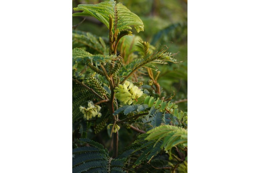 Quantaray NF AF 70-210mm f/4-5.6 MC (Japan, 1987)