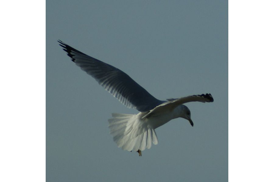 Quantaray NF AF 70-210mm f/4-5.6 MC (Japan, 1987)