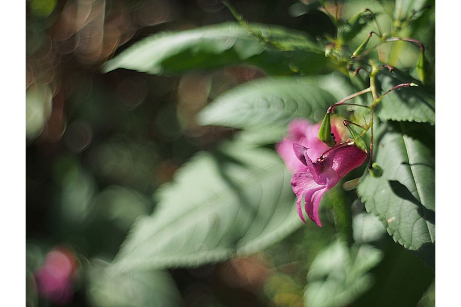 Petri Orikkor f/2 50mm Kuribayashi C.C.