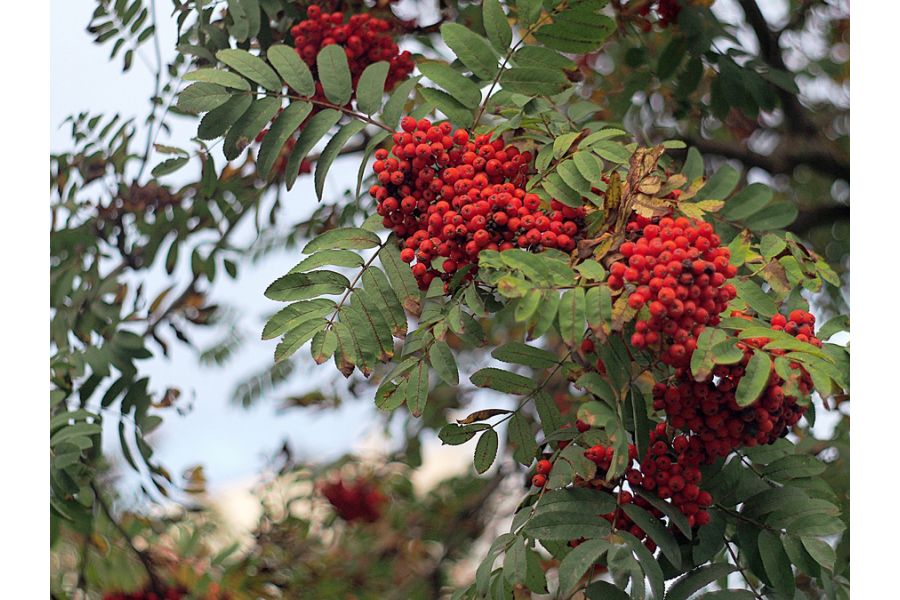 Petri Orikkor f/2 50mm Kuribayashi C.C.