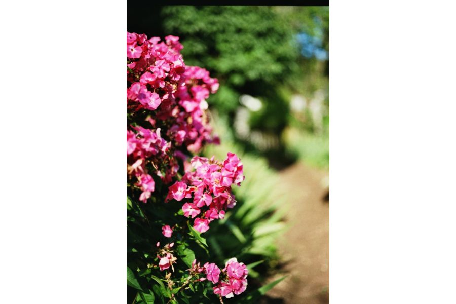  Новый Summicron-R 2/50 Leits Canada