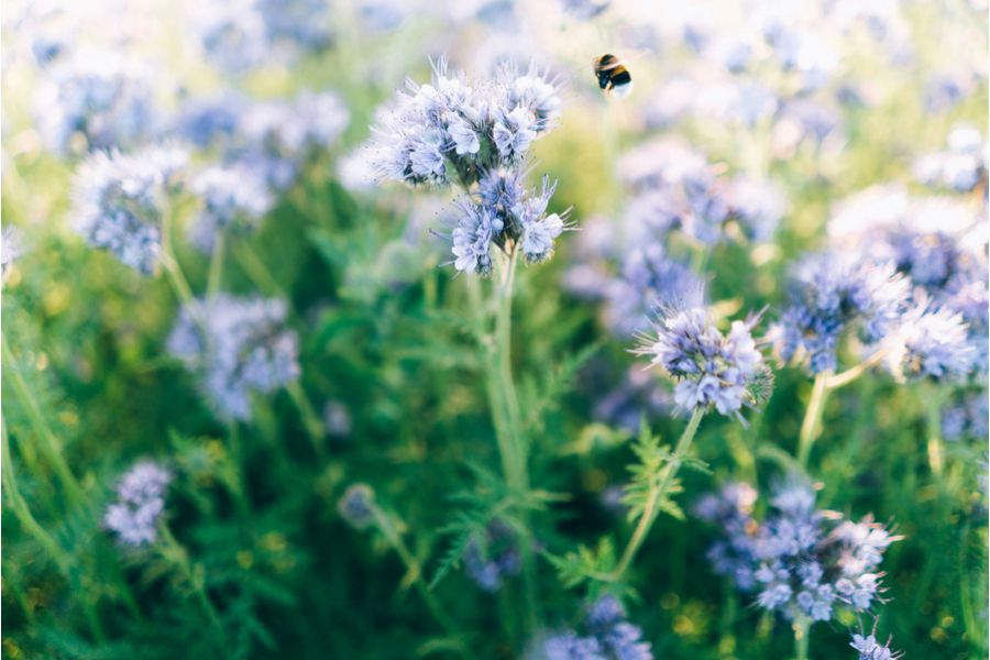 Sony FE 28mm f/2 (SEL28F20)