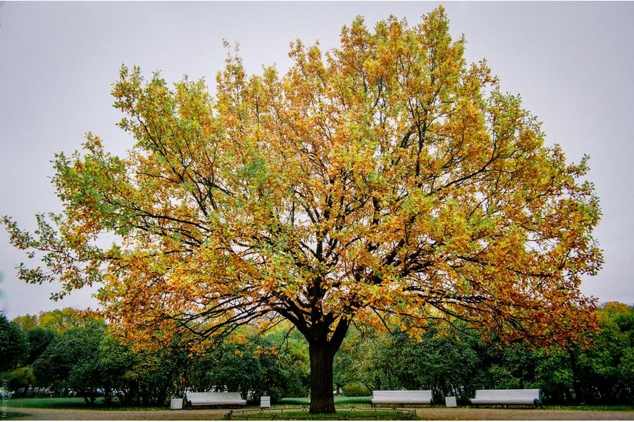 Tamron 24mm f/2.5 Olympus OM