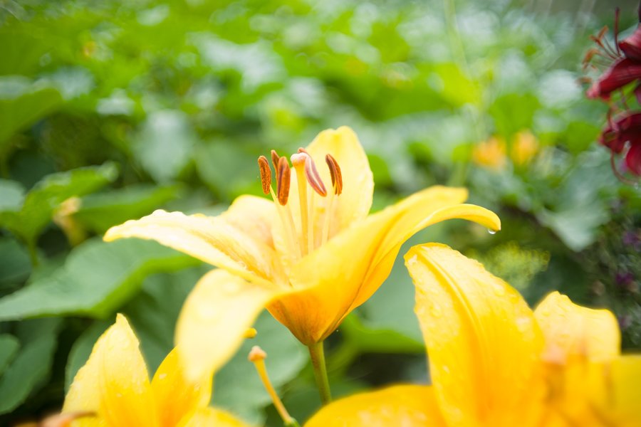 Tamron 24mm f/2.5 Olympus OM