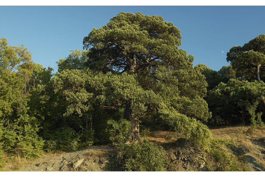 Tamron 24mm f/2.5 Olympus OM