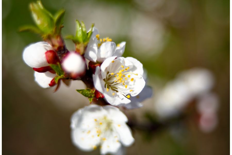 Vario-Sonnar 3.4/35-70 T* Carl Zeiss