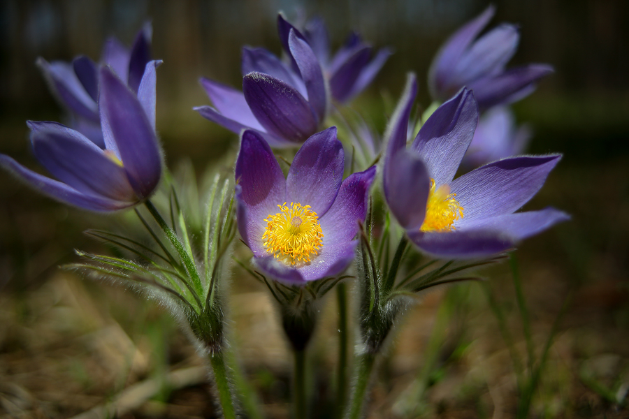 Vario-Sonnar 3.4/35-70 T* Carl Zeiss