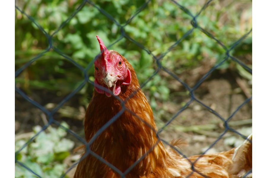 Canon FD 100-200mm f/5.6