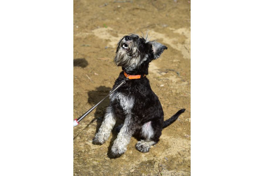 Tamron SP AF 70-200mm f/2.8 Di VC USD G2 (A025) Canon EF