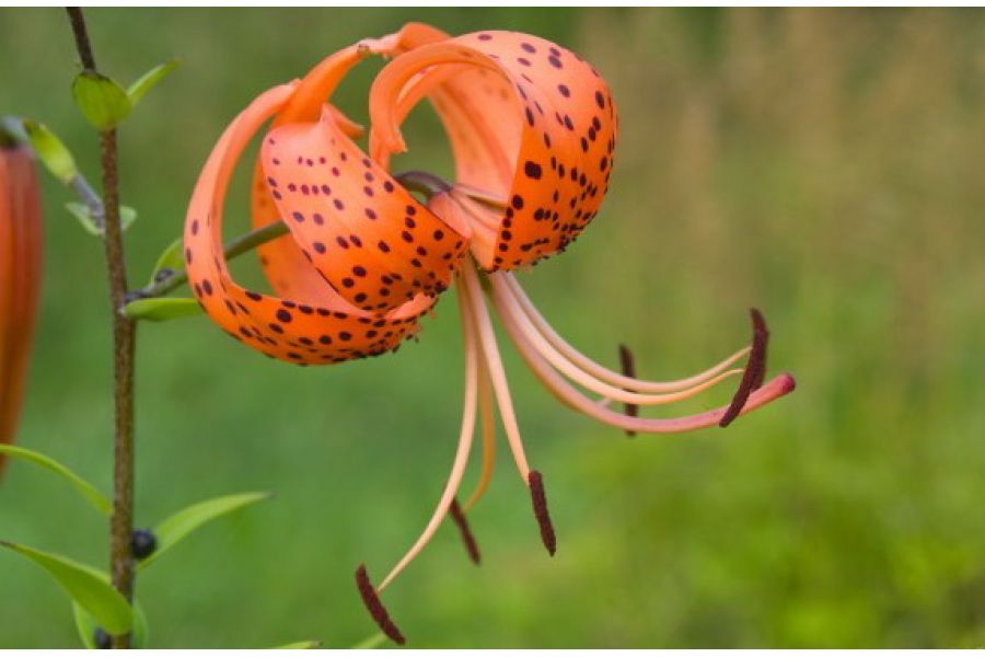 Pentax-M SMC 35-70mm f/2.8-3.5