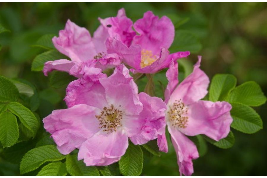 Pentax-M SMC 35-70mm f/2.8-3.5