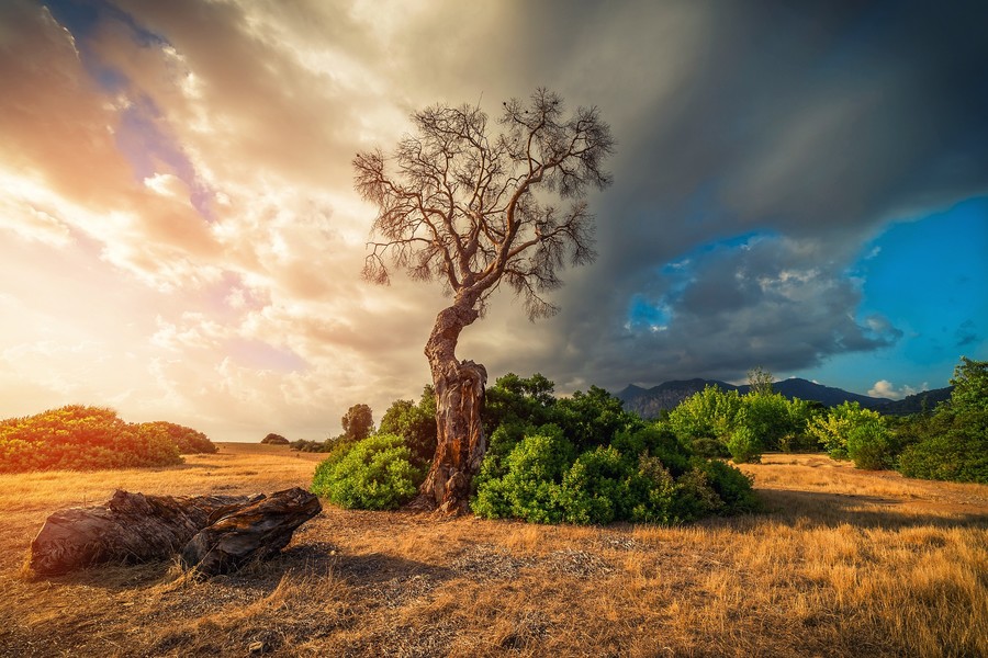 Samyang 14mm f/2.8 ED AS IF UMC Canon EF в упаковке