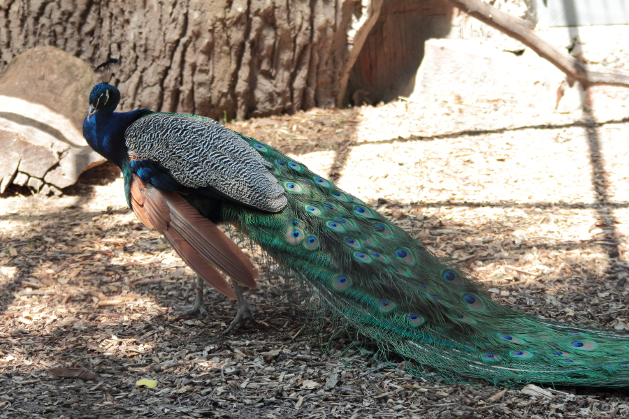 Tokina AF 100-300mm f/5.6-6.7 