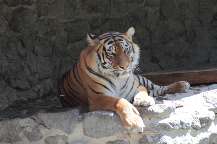 Tokina AF 100-300mm f/5.6-6.7 