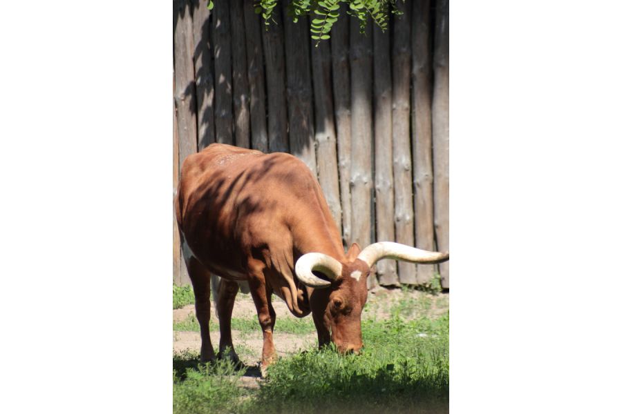 Tokina AF 100-300mm f/5.6-6.7 