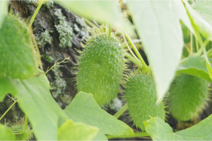 Pentax - FA SMC 28-90mm f/3.5-5.6