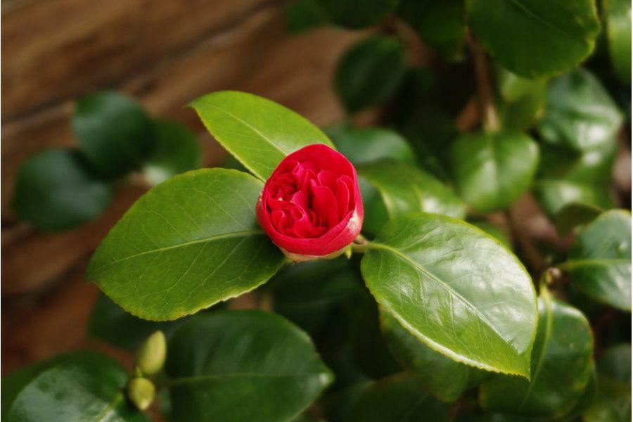 Pentax - FA SMC 28-90mm f/3.5-5.6