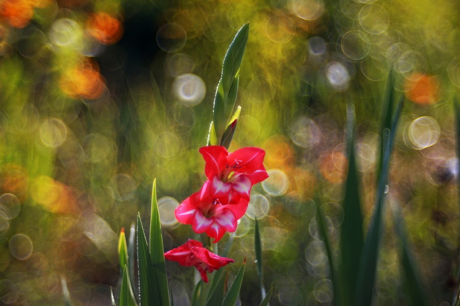 Trioplan 2.8/100 Meyer-Optik Gorlitz