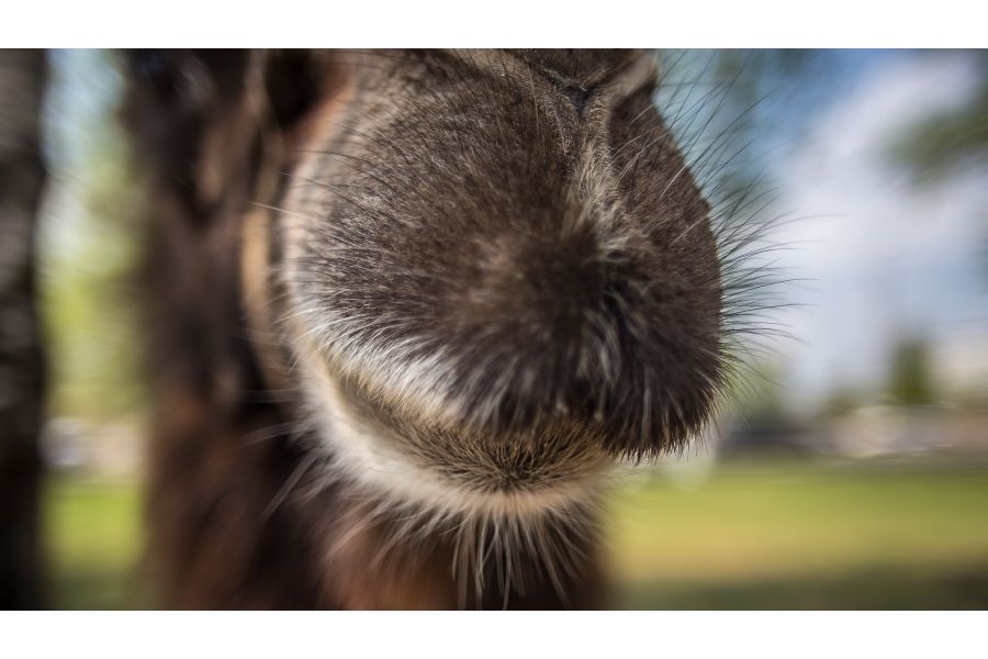 Vivitar Series 1 28mm f/1.9 VMC (Japan, 1980)