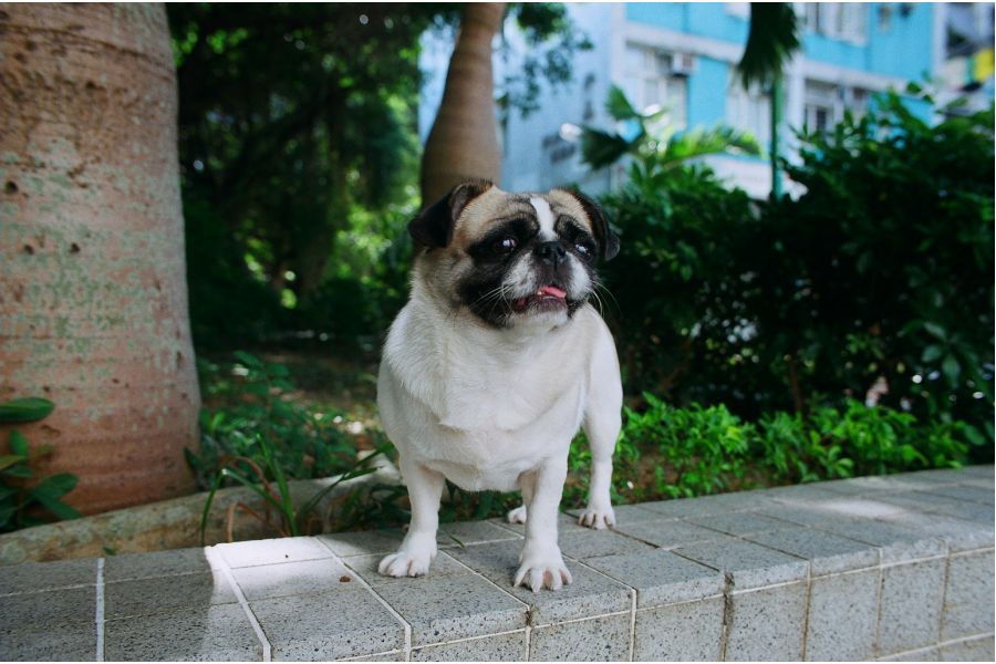 Vivitar Series 1 28mm f/1.9 VMC (Japan, 1980)