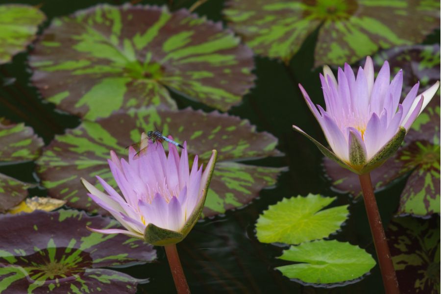 Sankor cine mascope 82.5mm 5e анаморфотный