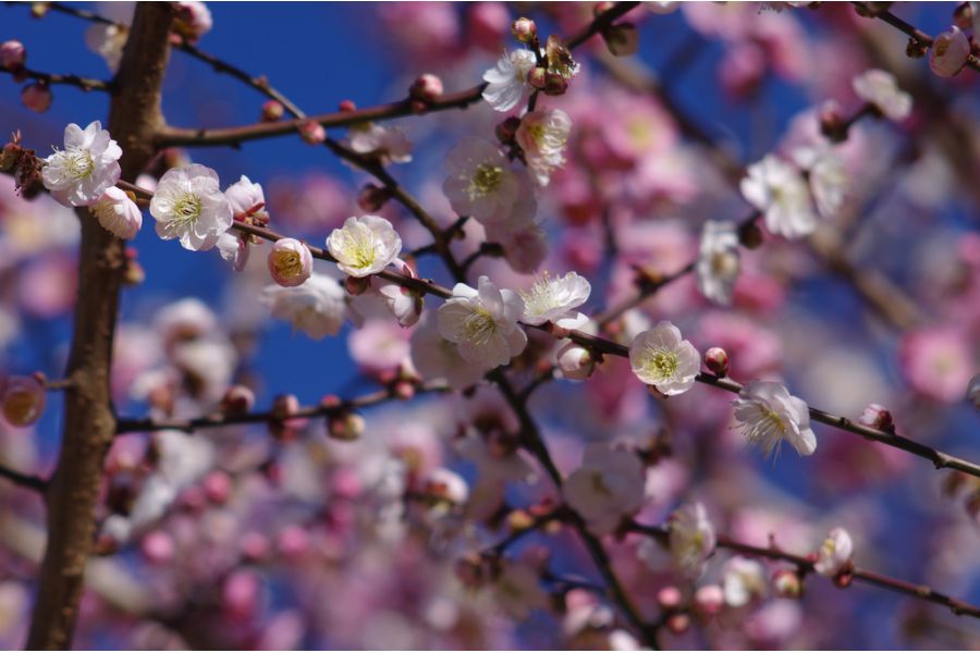 Sankor cine mascope 82.5mm 5e анаморфотный