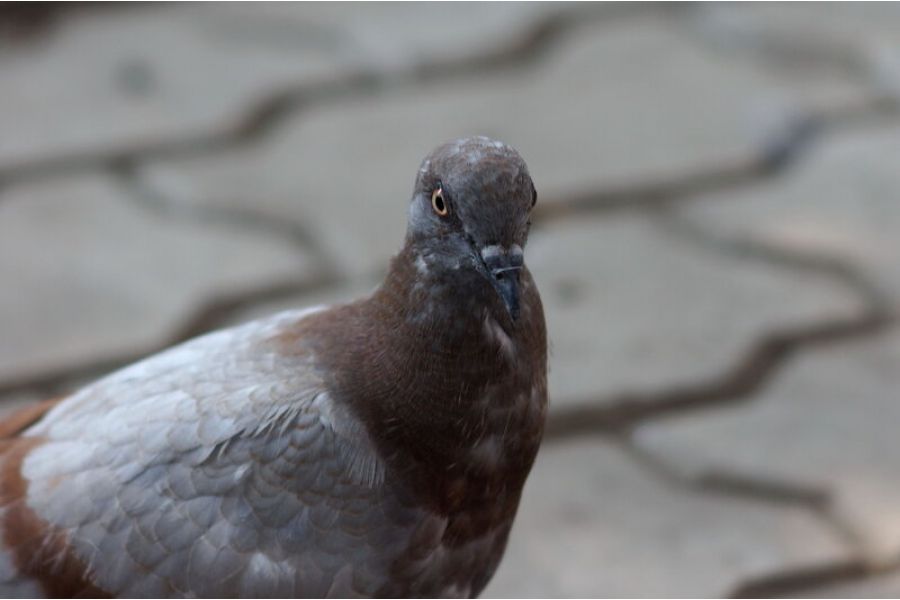 Tair Auto 2.8/135 ( Japan)