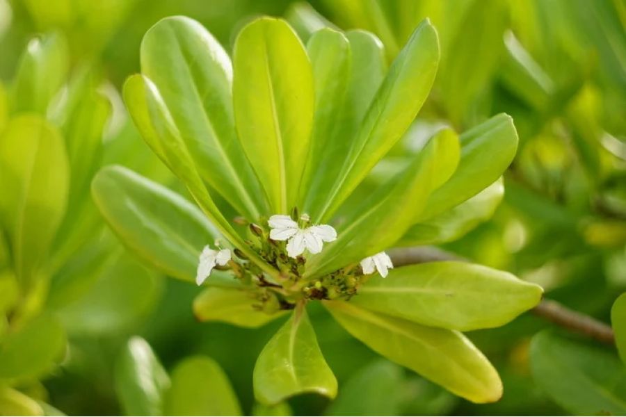 Гелиос-44М 2/50 редкий 1980