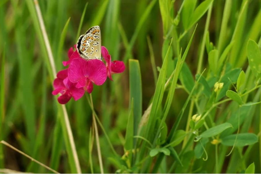 Гелиос-44М 2/50 редкий 1980