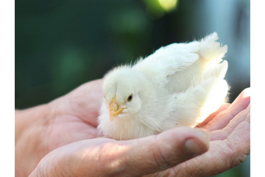 Oreston 1.8/50 Meyer-Optik Gorlitz для Sony Nex