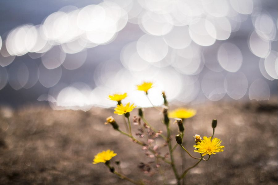 ОКС1-50-6 2/50 М39