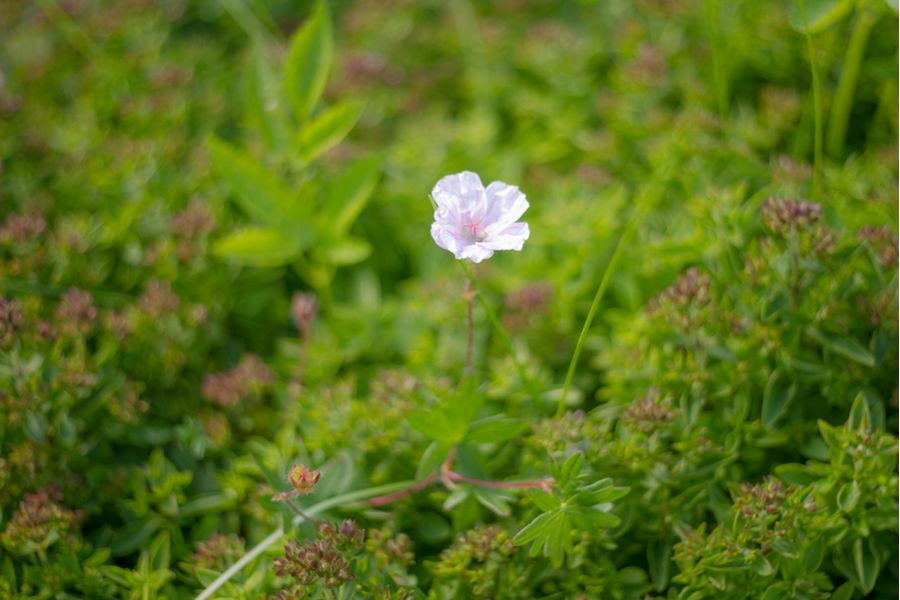 ОКС1-50-6 2/50 М39