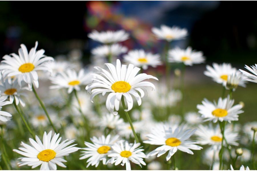 Объектив Мир-24Н МС 2/35 (СССР, 1990)