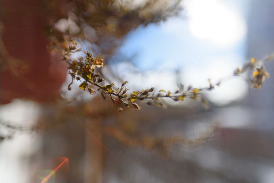 Sigma AF 20mm f/1.8 EX DG ASPHERICAL Canon EF