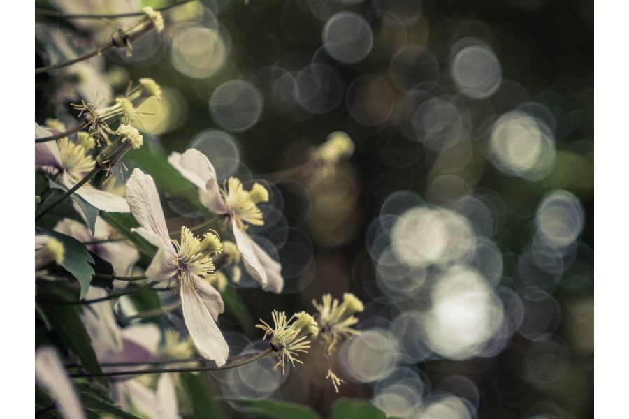 Tessar 2.8/50 Carl Zeiss Jena silver М42 (Germany)