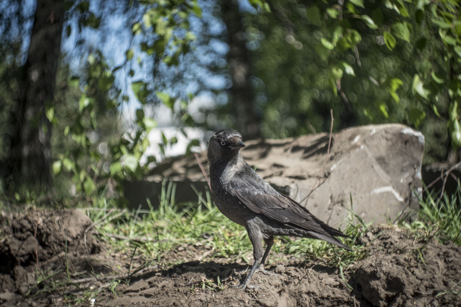 РО4-1М П 2/35мм М42