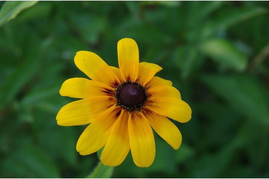 Pentax-DA SMC 18-135mm f/3.5-5.6 ED AL [IF] DC WR