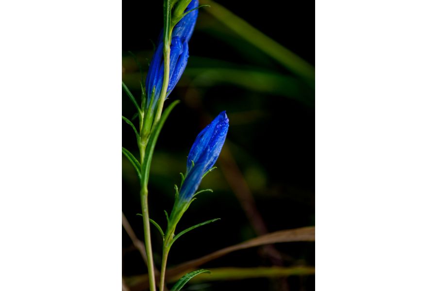 Nikon 80-200mm f/4 Zoom-Nikkor