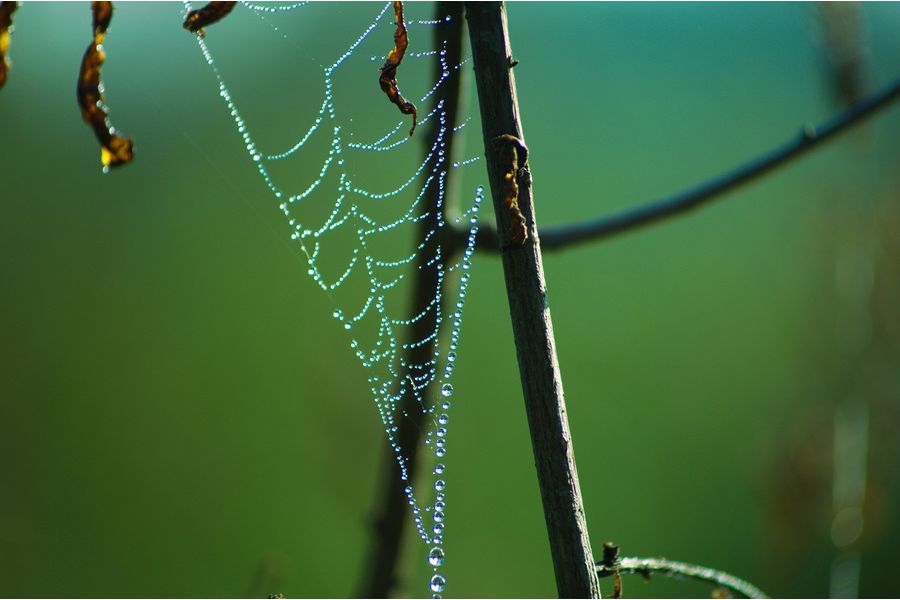 Nikon 80-200mm f/4 Zoom-Nikkor