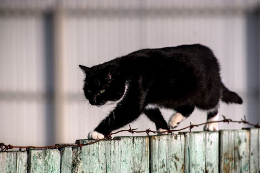 Nikon 80-200mm f/4 Zoom-Nikkor