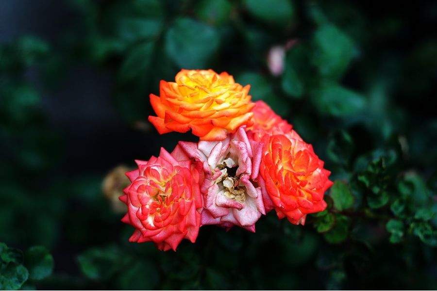 Гелиос 81М f2/53mm для Nikon