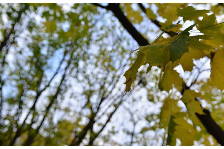 Tokina AT-X 35mm f/2.8 PRO DX MACRO AF Canon EF-S