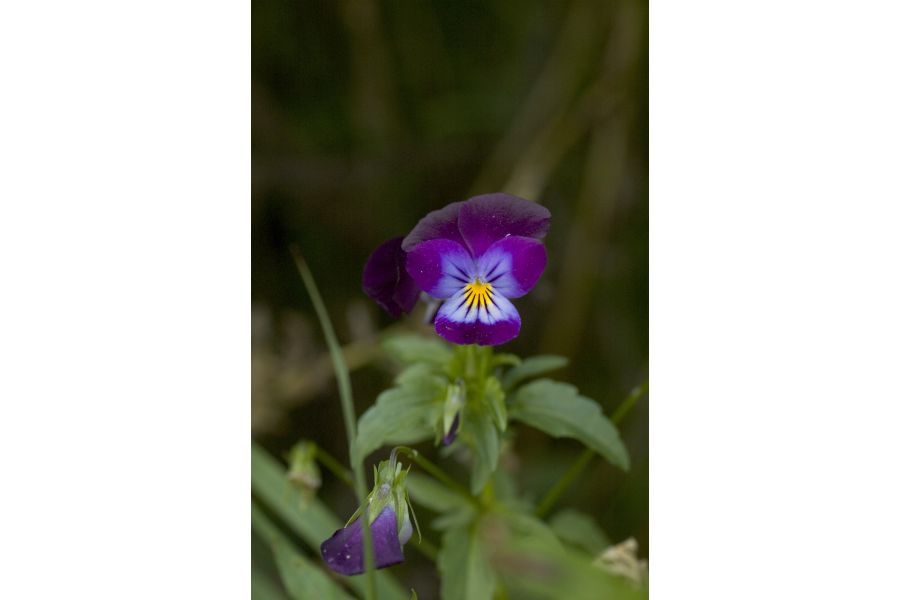 Sigma AF 50mm f/2.8D EX MACRO Nikon F