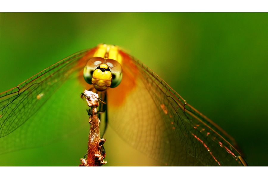 Sigma AF 50mm f/2.8D EX MACRO Nikon F