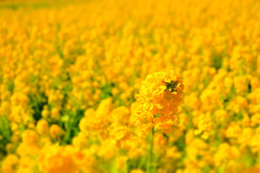 Fujifilm XC 16-50mm f/3.5-5.6 OIS 