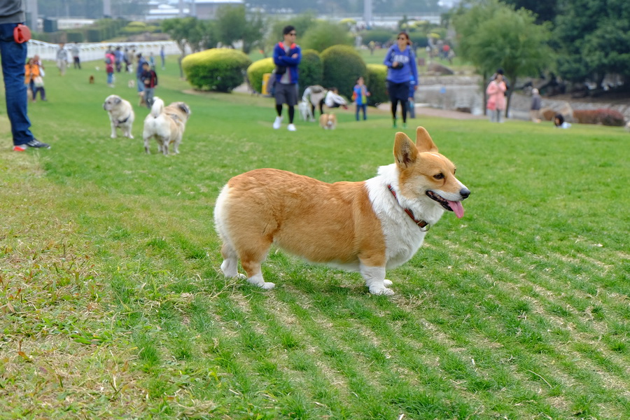 Fujifilm XC 16-50mm f/3.5-5.6 OIS 