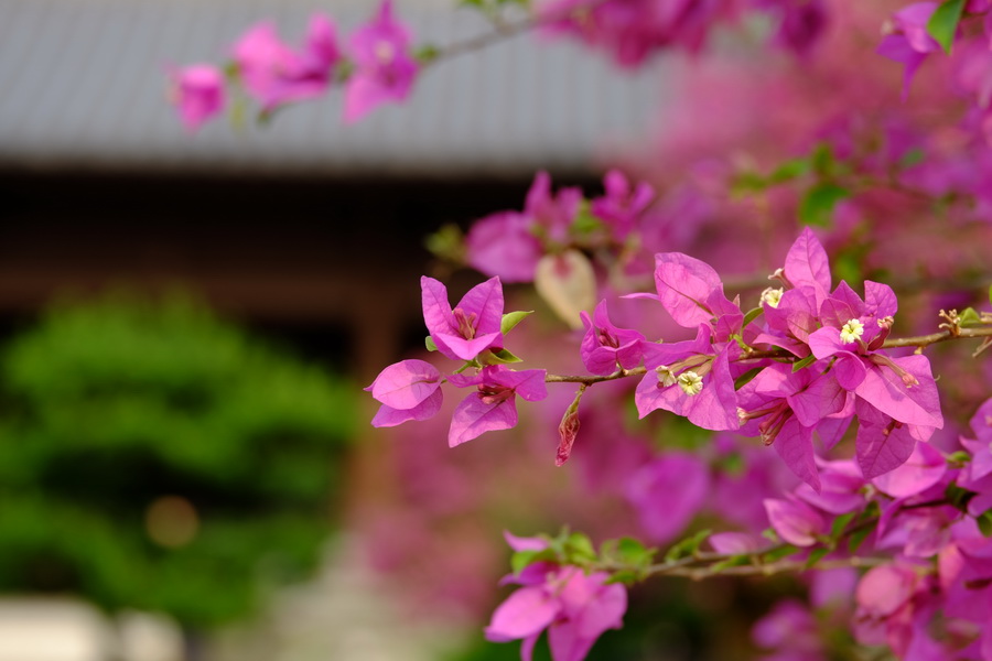 Fujifilm XC 16-50mm f/3.5-5.6 OIS 